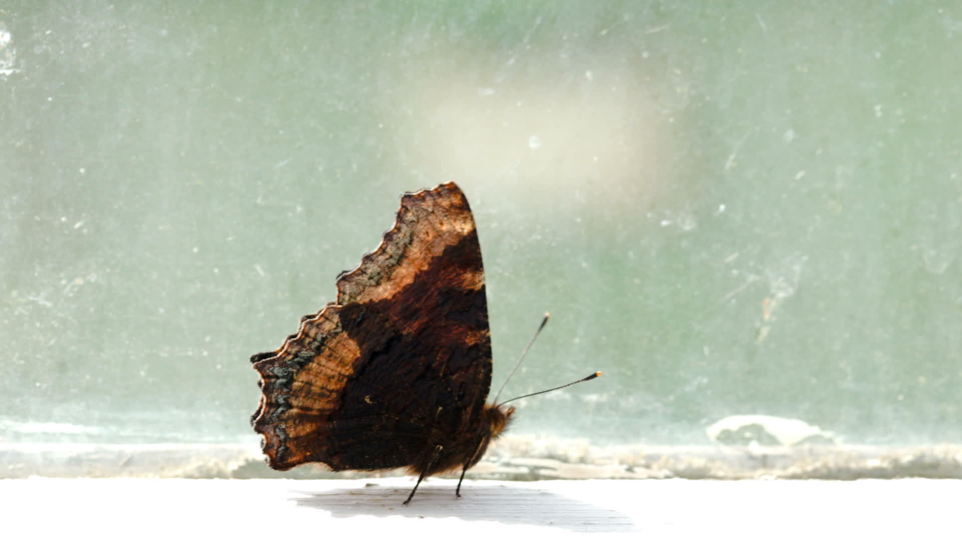棕色的蝴蝶在窗台上行走视频的预览图