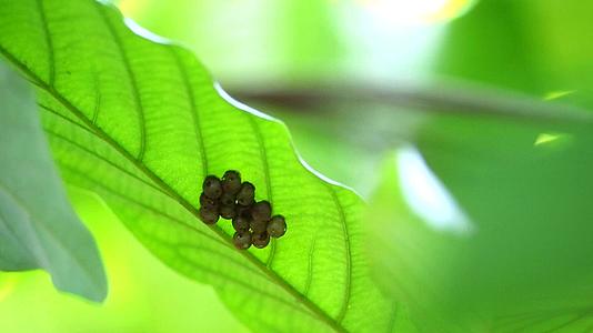 绿色的天然昆虫蛋在花园里模糊多彩的叶子视频的预览图