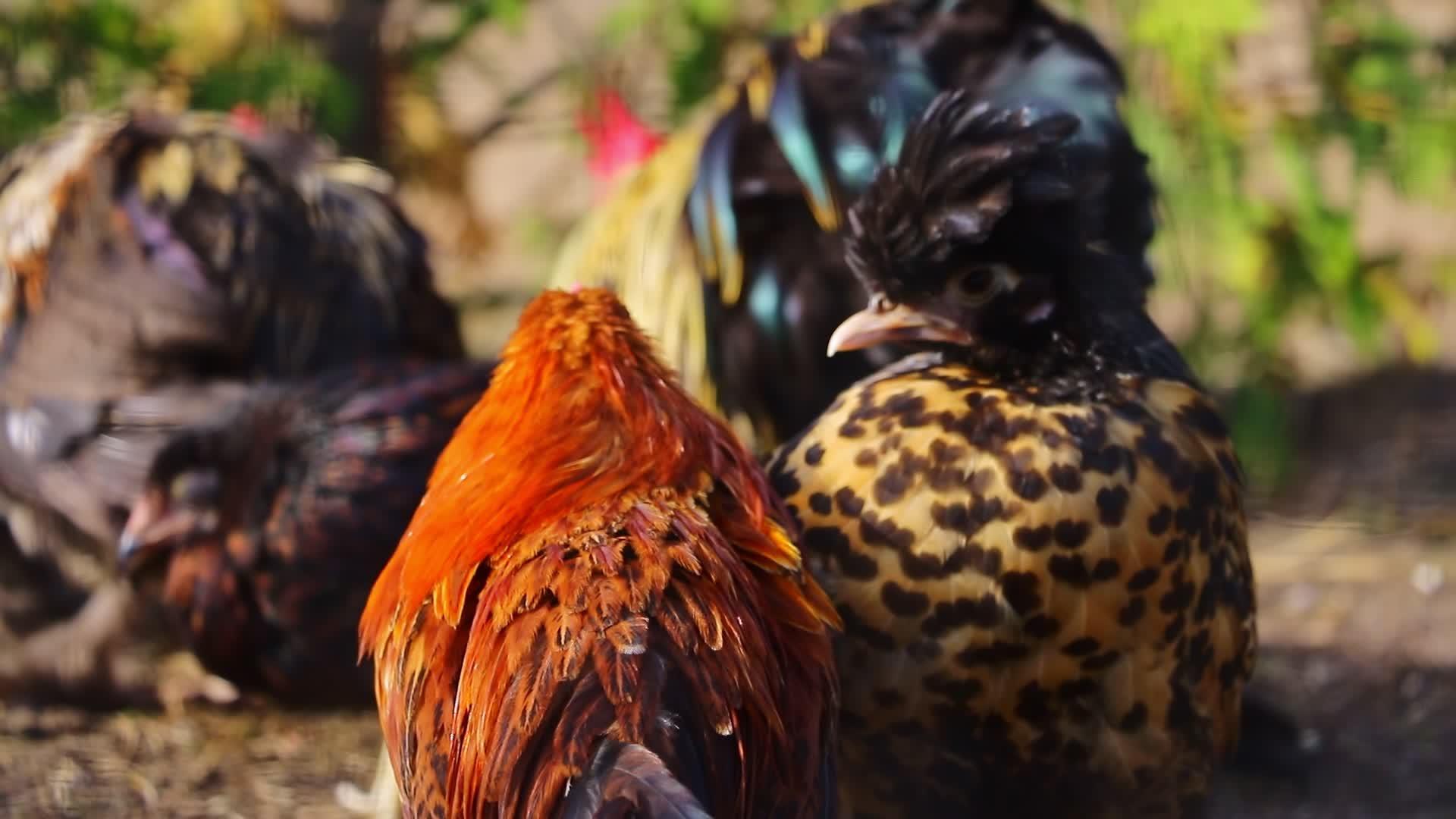 美丽明亮的母鸡在院子里的风景视频的预览图