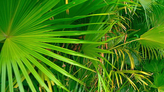 在阳光明媚的白天拍摄亚热带植物视频的预览图