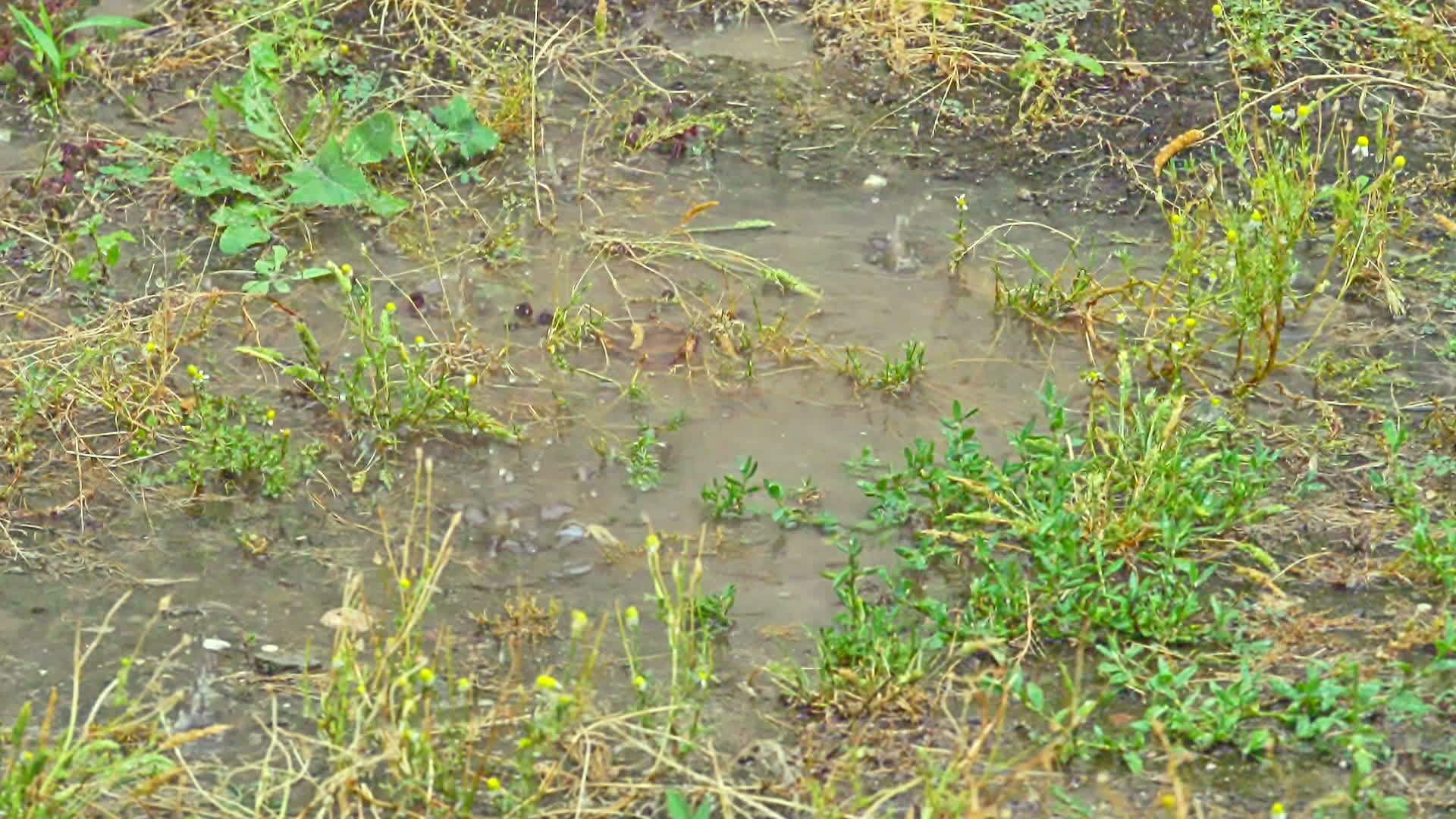 在草地上的雨下宏观视频的预览图