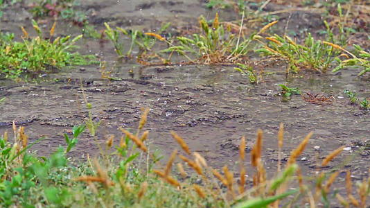 在草地上的雨下宏观视频的预览图