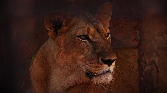 非静食性狮子或美洲豹Leopersica视频的预览图