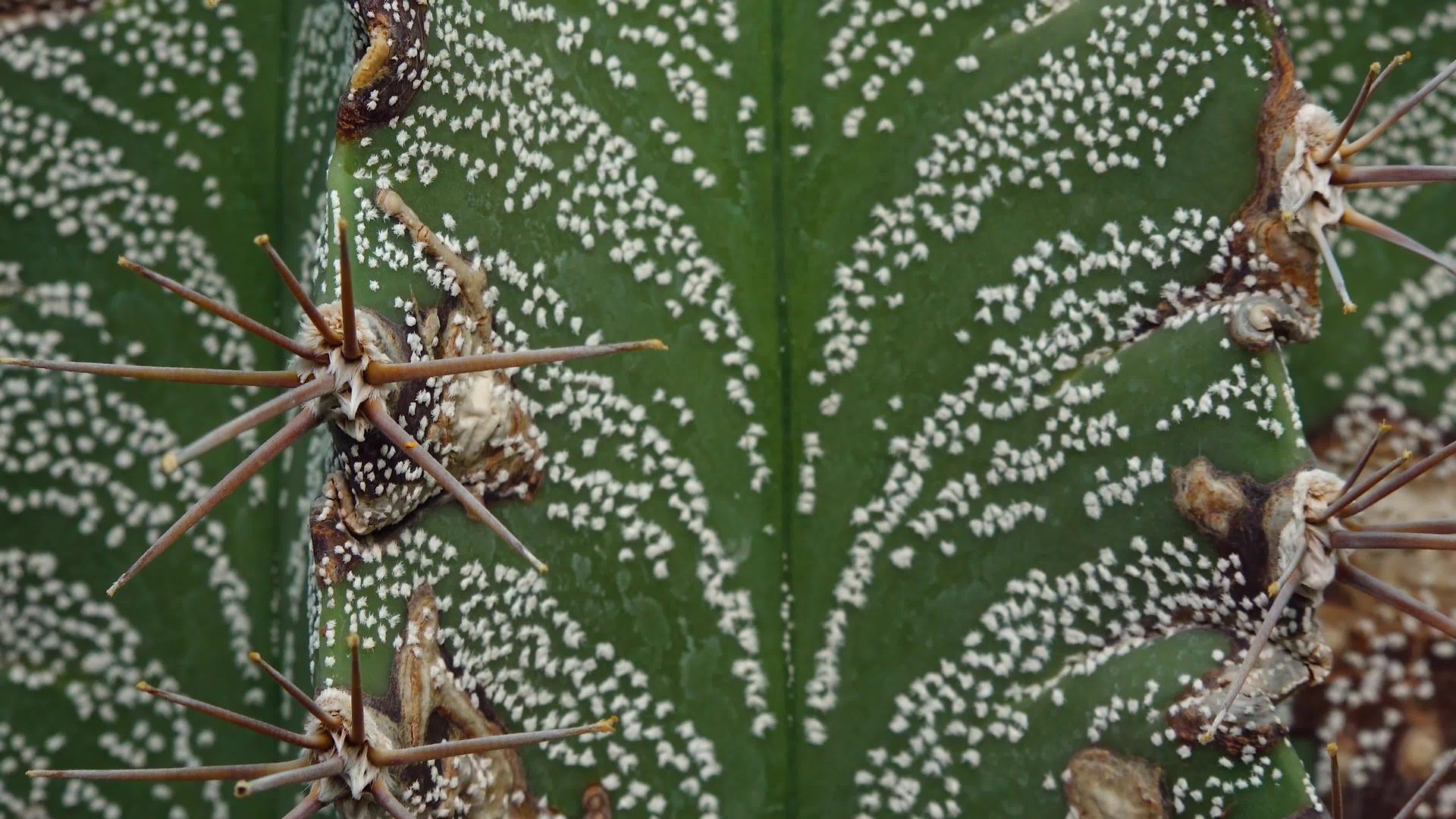接近仙人掌萎缩脉的尾部植物绿色背景上的白点视频的预览图