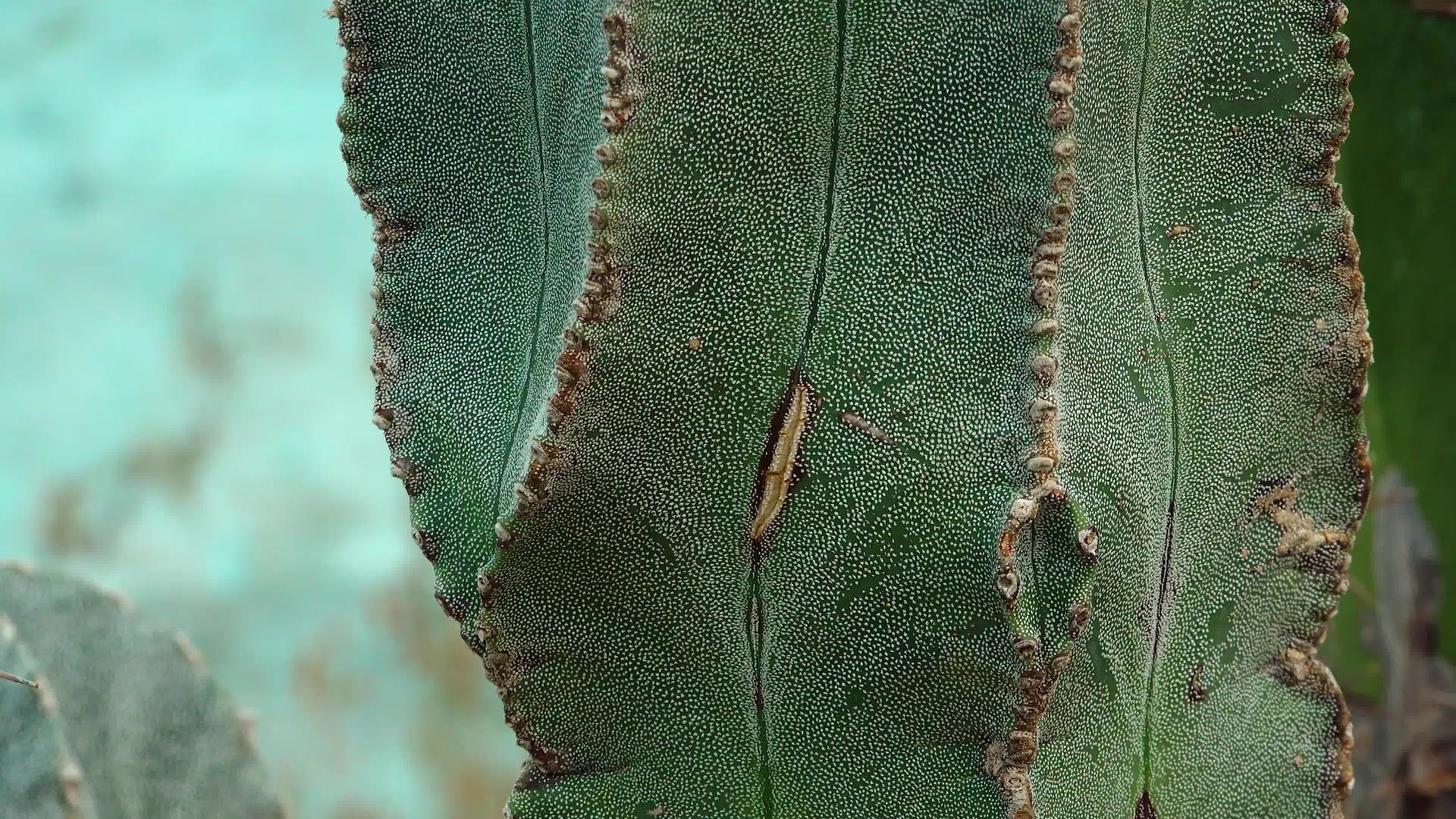 接近仙人掌萎缩脉的尾部植物绿色背景上的白点视频的预览图