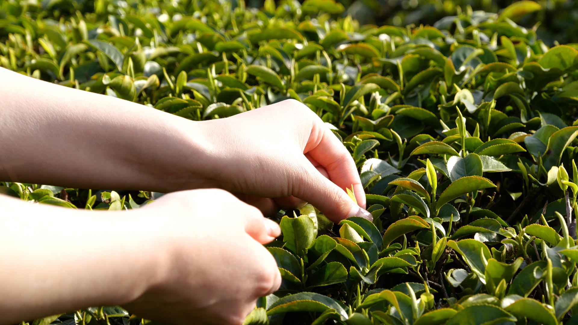 4K茶园采茶春茶绿茶茶叶农业种植视频的预览图