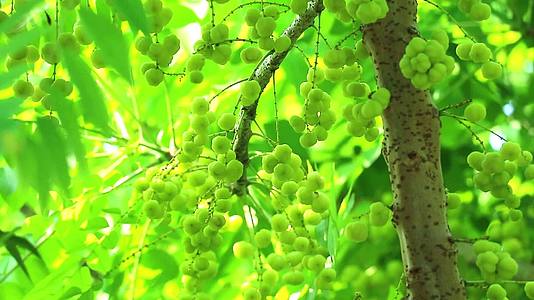 绿色恒星鹅莓蔬菜可以使用叶子和根治方法的有用水果视频的预览图