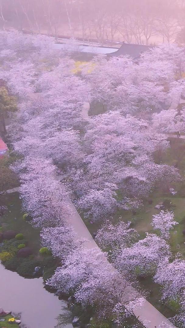 航拍城市日出日出阳光洒在樱花树上自然风景素材视频的预览图
