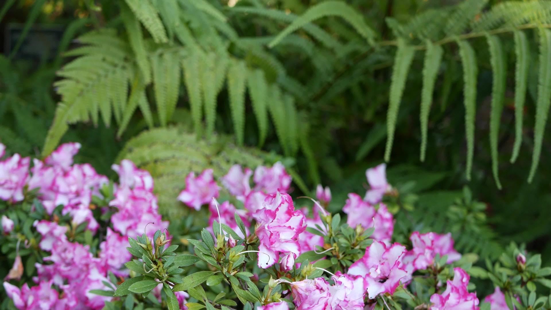 春天的早晨美国加利福尼亚州森林里的杜鹃花都是紫色的视频的预览图