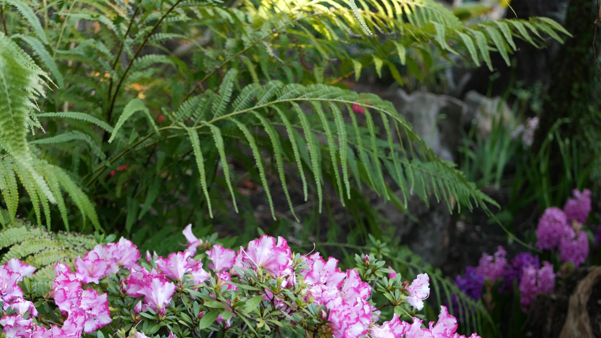 春天的早晨美国加利福尼亚州森林里的杜鹃花都是紫色的视频的预览图