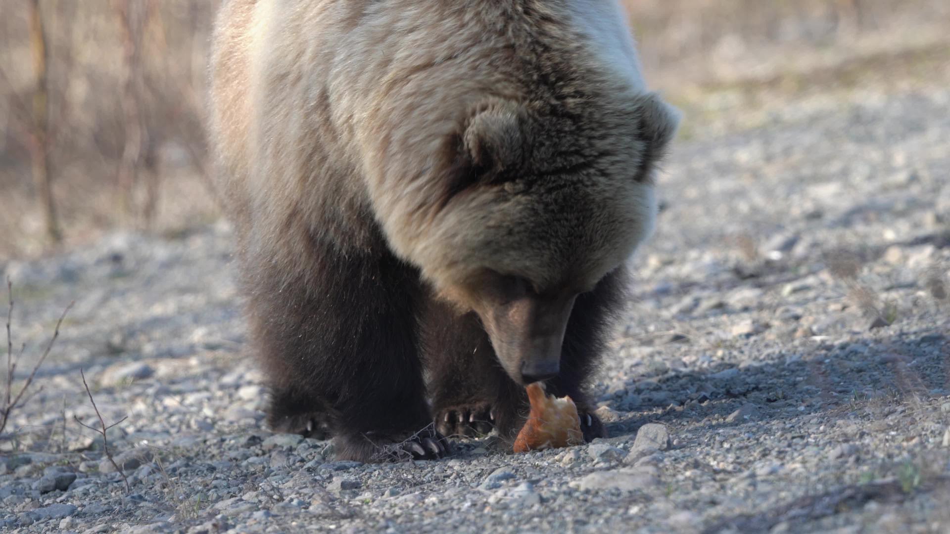 饥饿的野生恰特卡棕熊吃热狗他给人们热狗视频的预览图