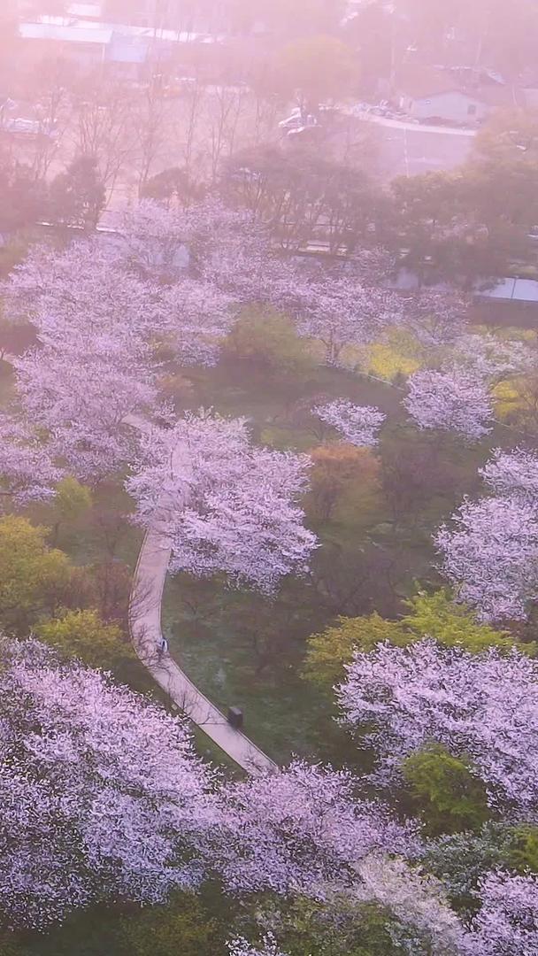 航拍城市日出日出阳光洒在樱花树上自然风景素材视频的预览图