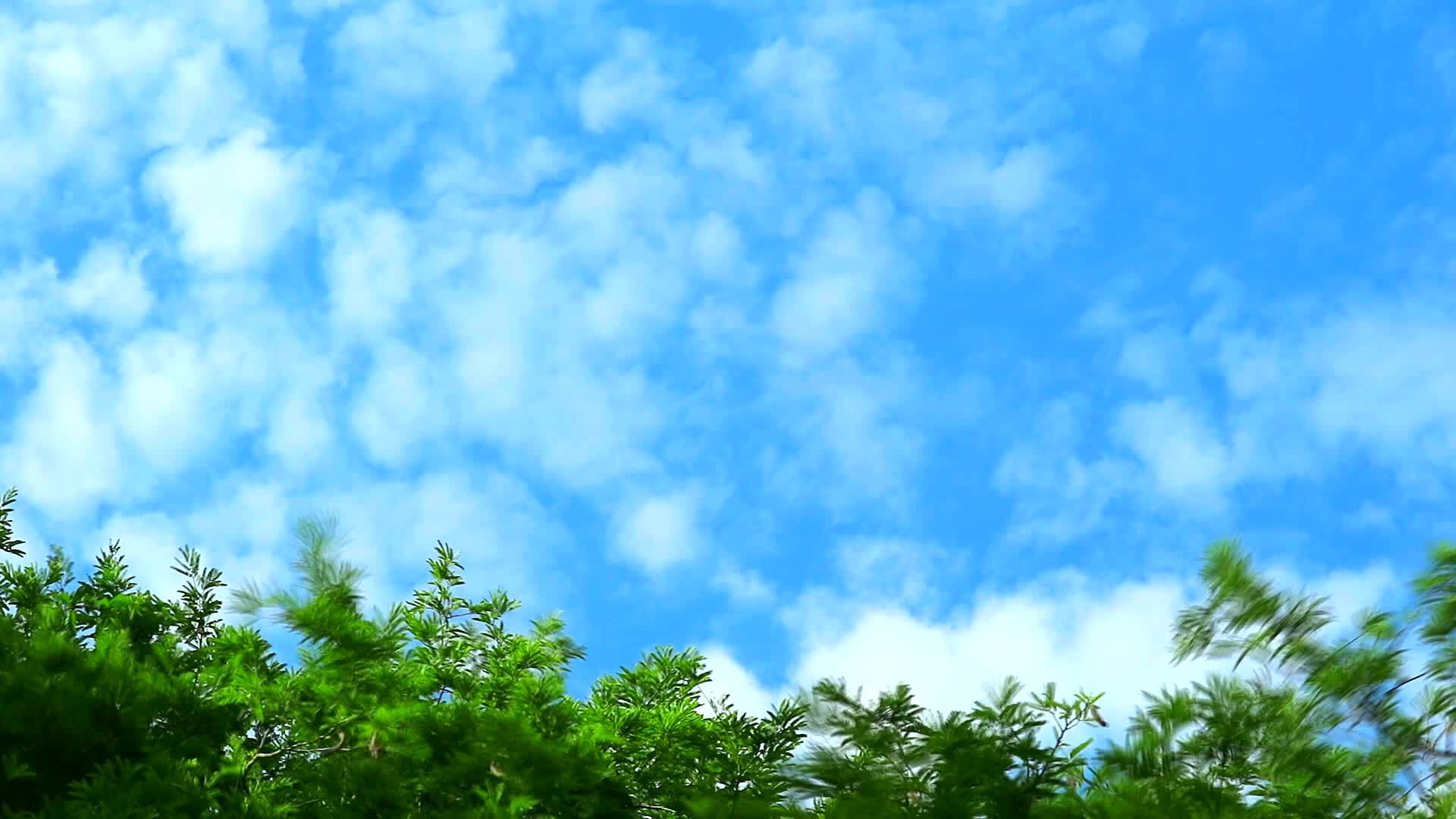 蓝天纯云移动绿顶植物和树木1视频的预览图