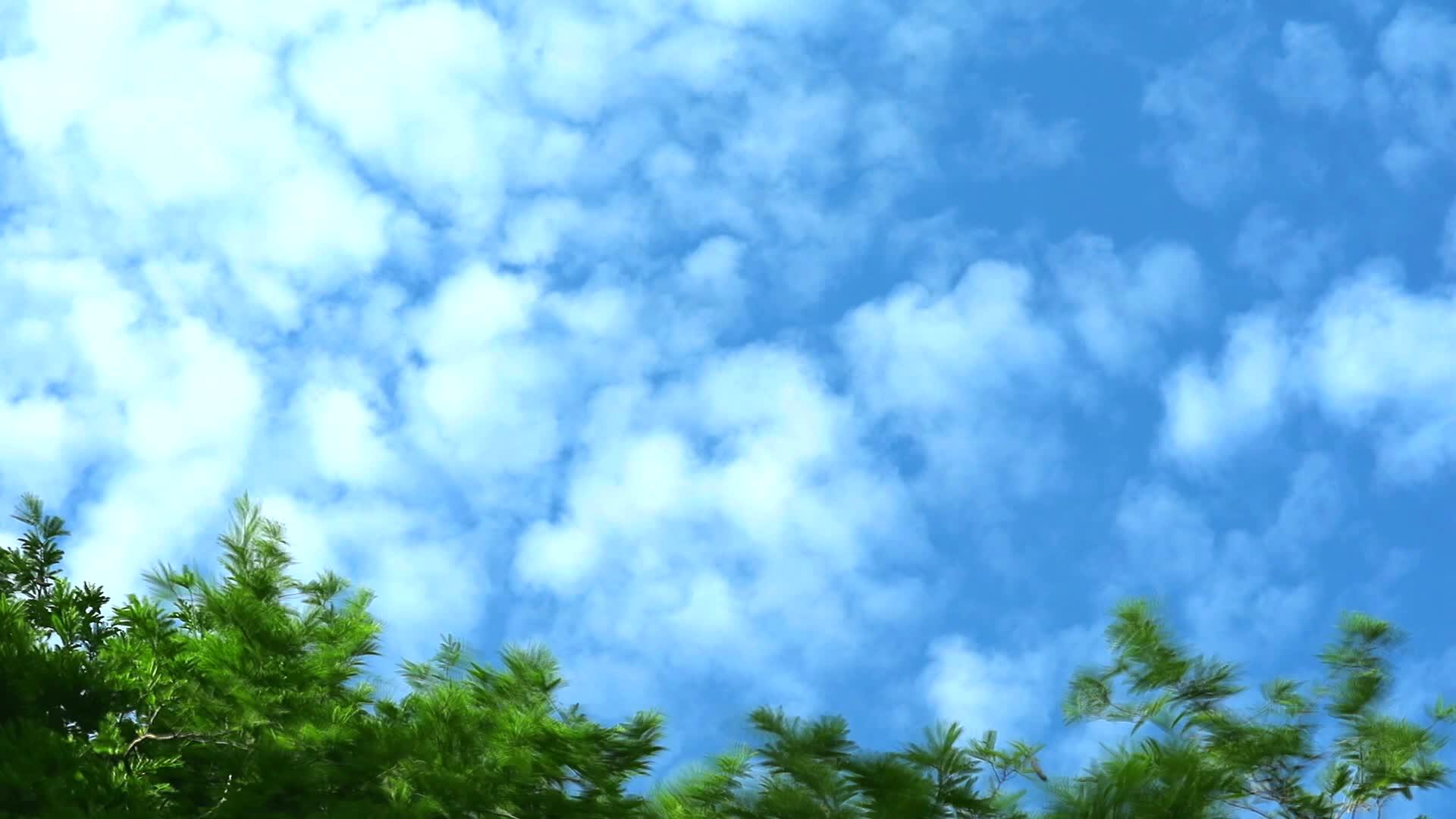 蓝天纯云移动绿树2视频的预览图
