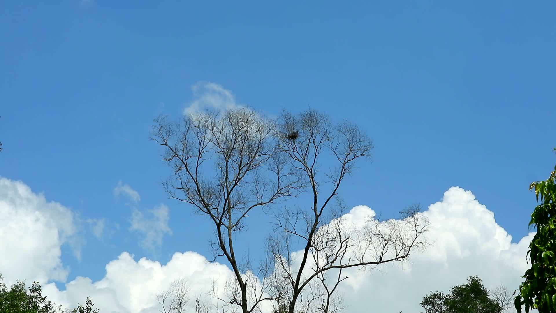 蓝天在蓝天背景时差时移动的纯枯树和纯肥白云视频的预览图