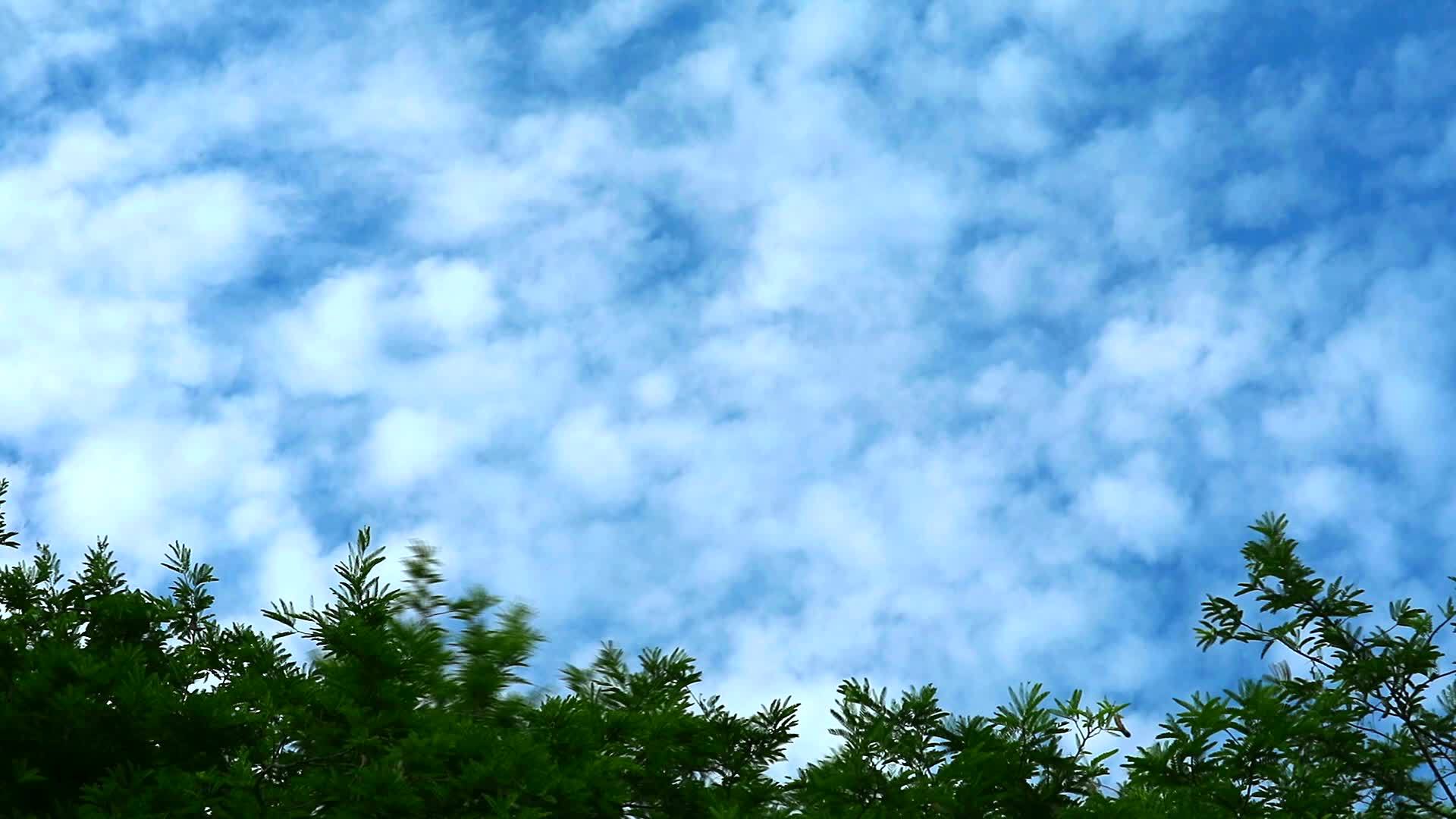 蓝天纯云移动绿顶植物和树木视频的预览图