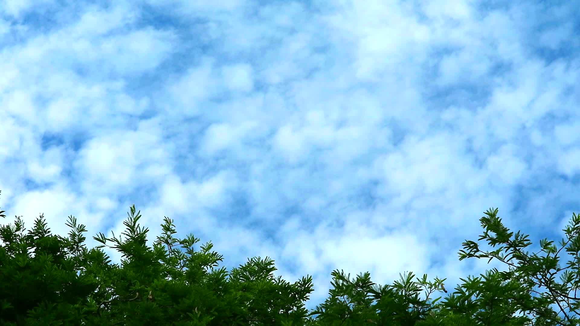 蓝天纯云移动绿顶草树视频的预览图