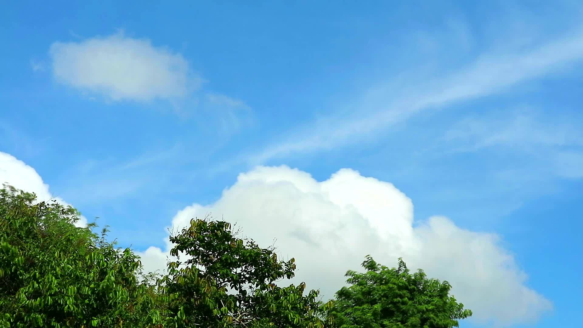 纯净的蓝天和白云穿过绿色的树顶视频的预览图