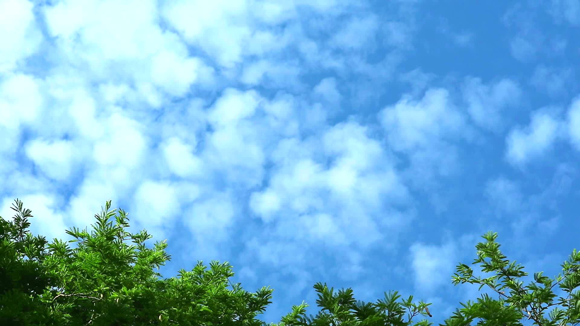纯蓝天有云有风有绿顶树1视频的预览图