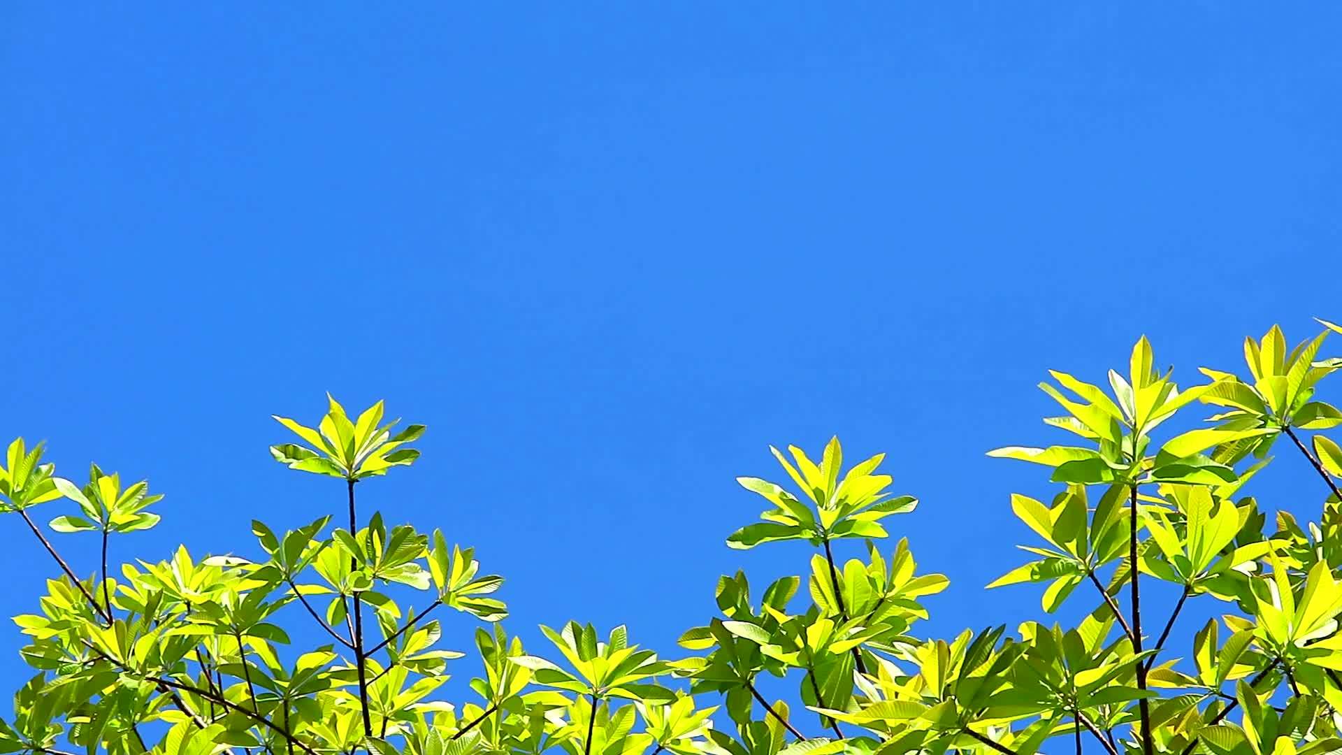清澈的蓝天纯净的天空云移过绿色的草树视频的预览图