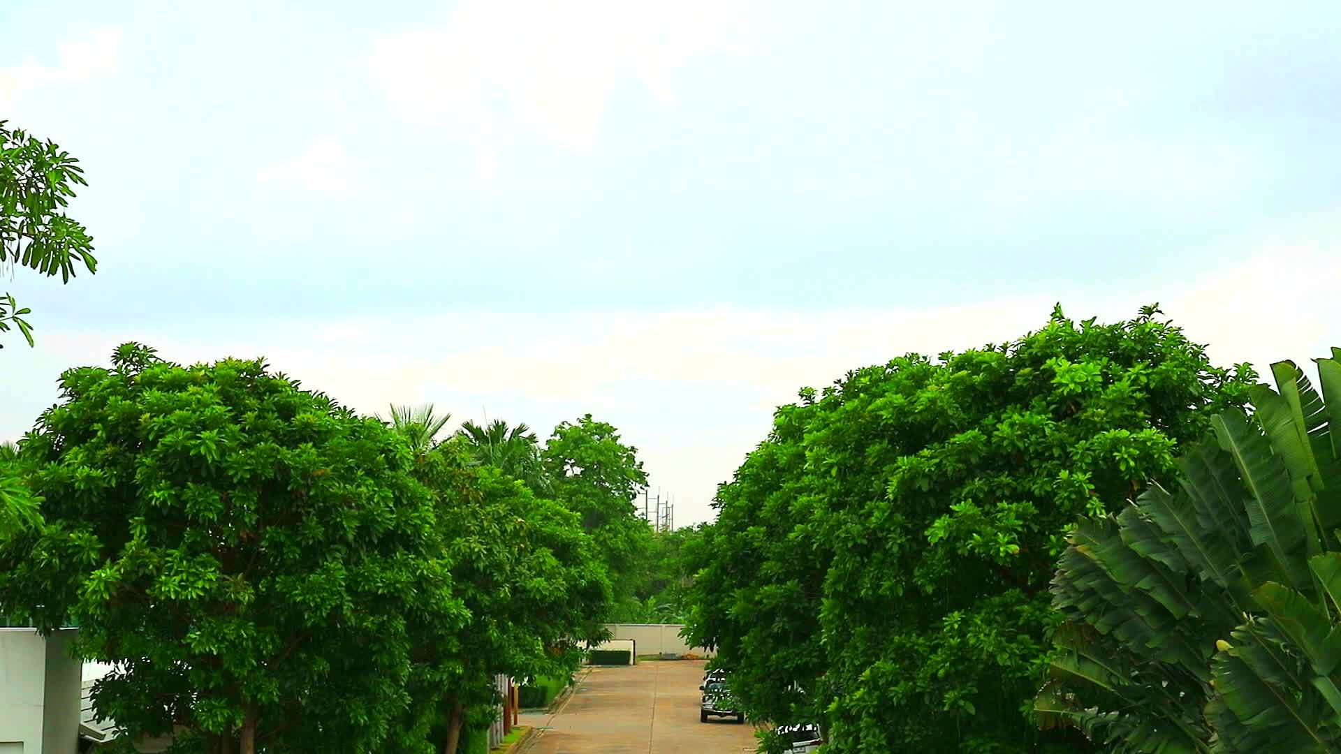 天空清空纯云通过绿顶树木和混凝土道路移动视频的预览图