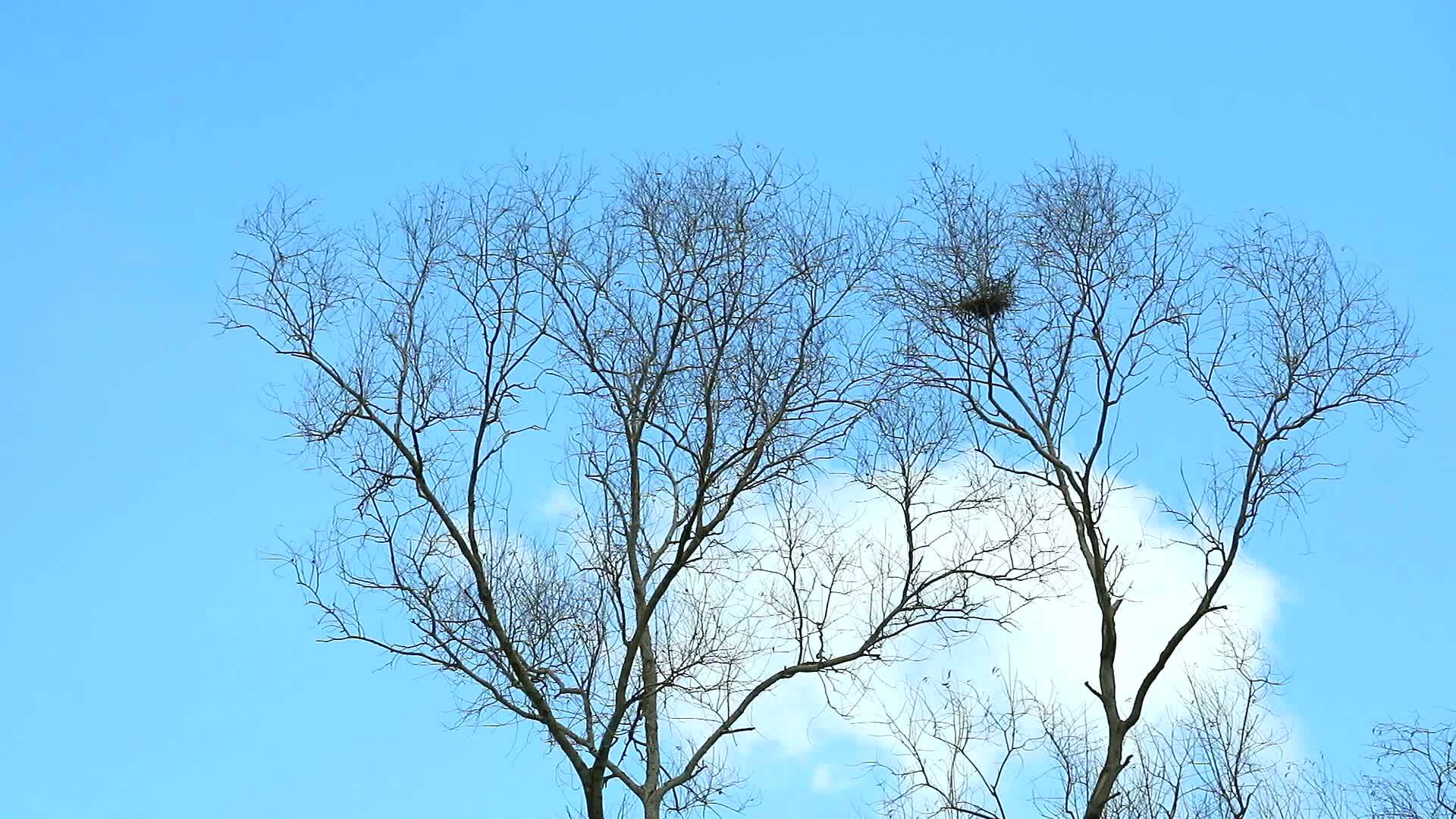 干枯的树木和纯净的白云在蓝天的背景下堆积视频的预览图