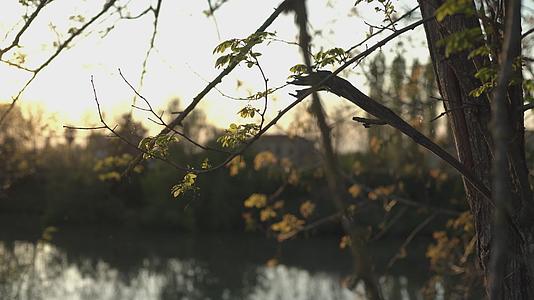 春天3日落时的池塘视频的预览图