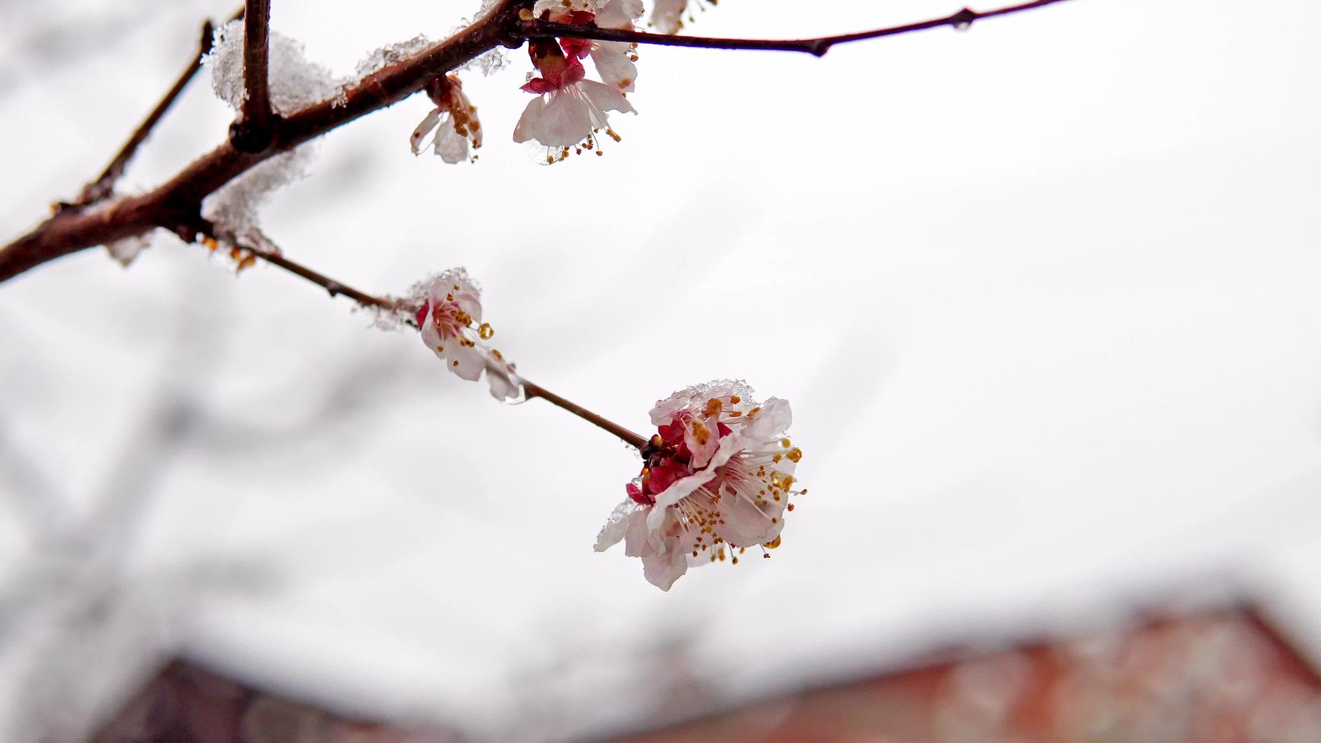 有春雪的树花视频的预览图