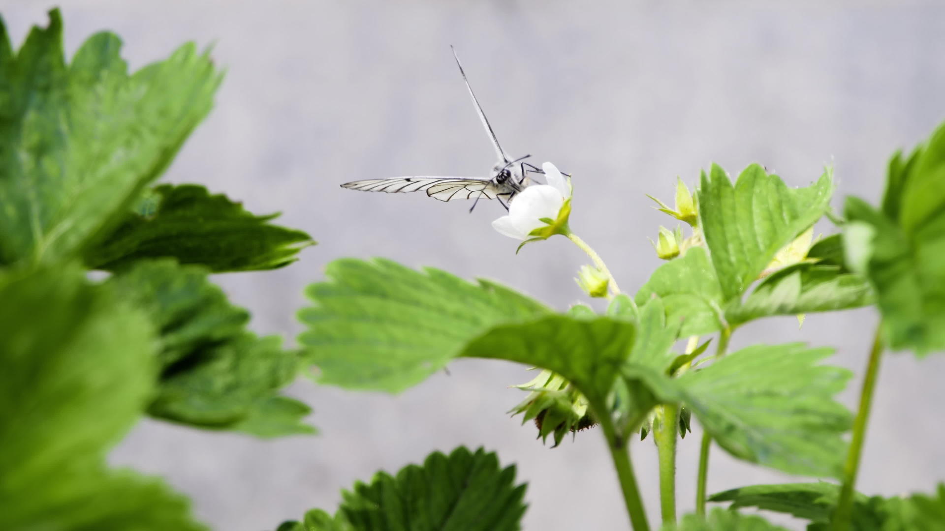 白蝴蝶在开花的草莓上视频的预览图