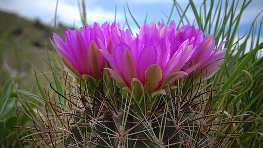 粉红色的血清花是东乌塔阿最常见和最广泛的物种视频的预览图