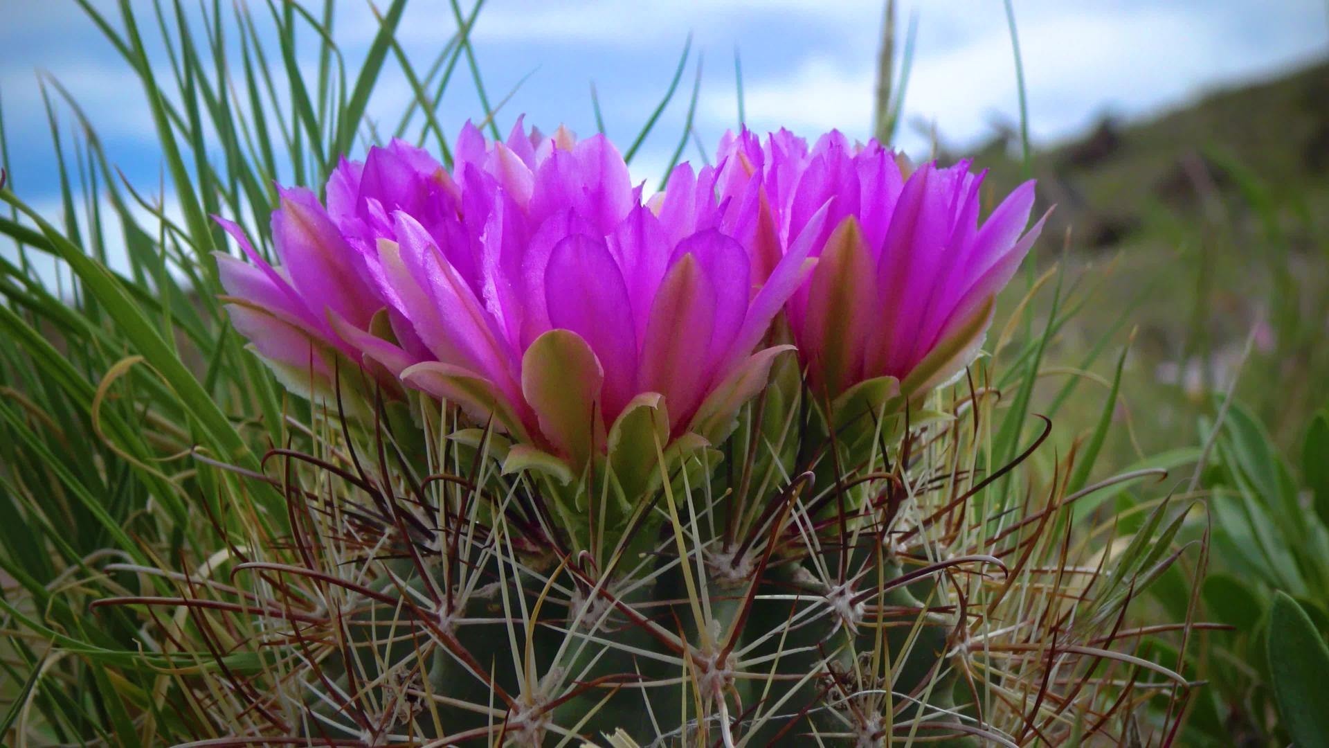 粉红色的血清花是东乌塔阿最常见和最广泛的物种视频的预览图