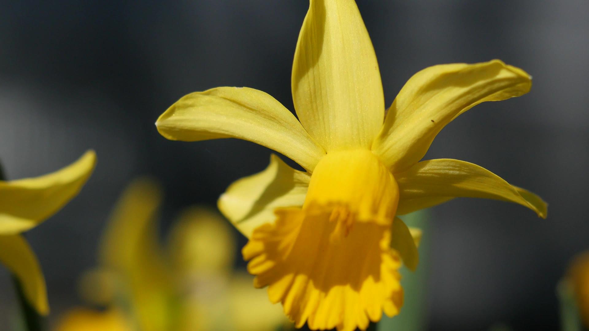 黄色水仙花盛开视频的预览图