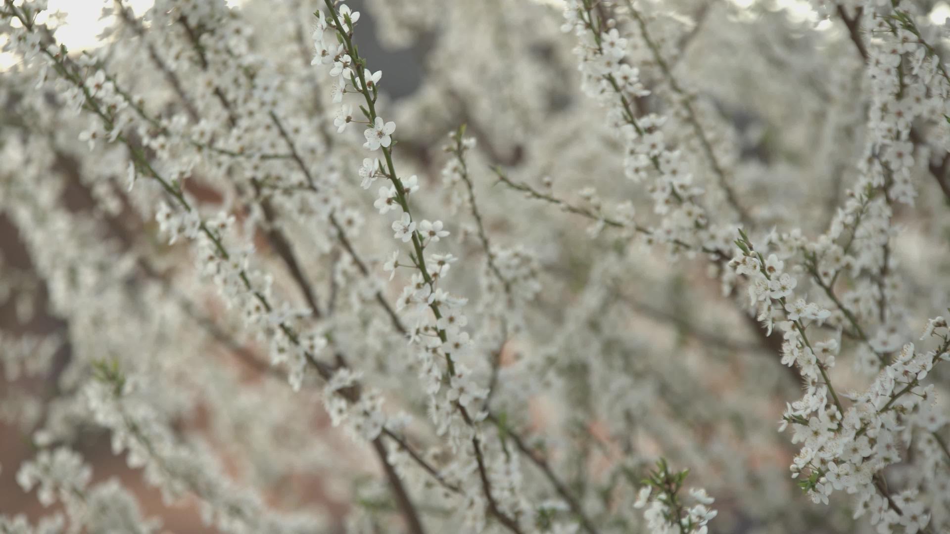 春天的白花视频的预览图