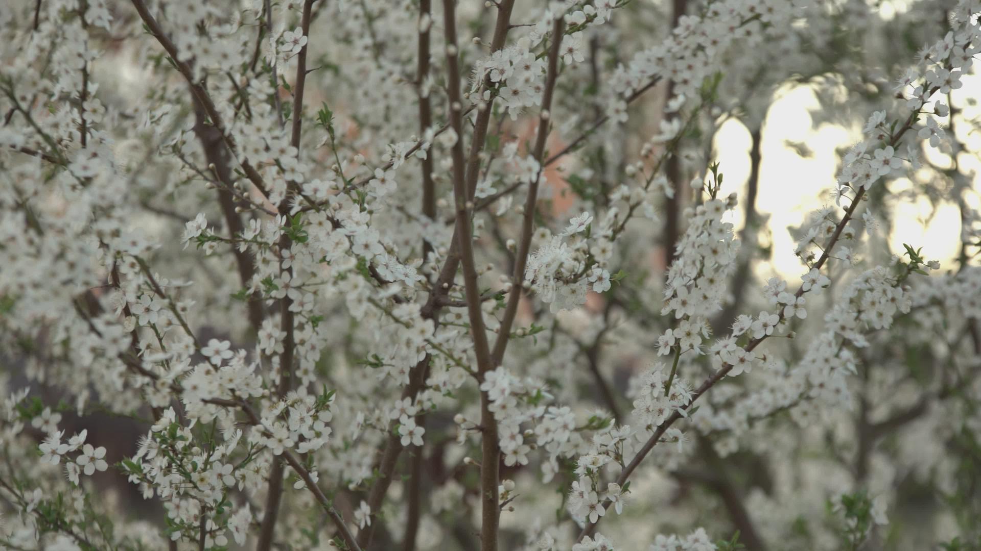 春天2的白花视频的预览图