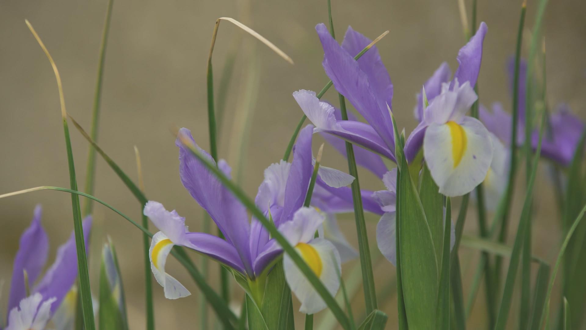 春天的紫花视频的预览图