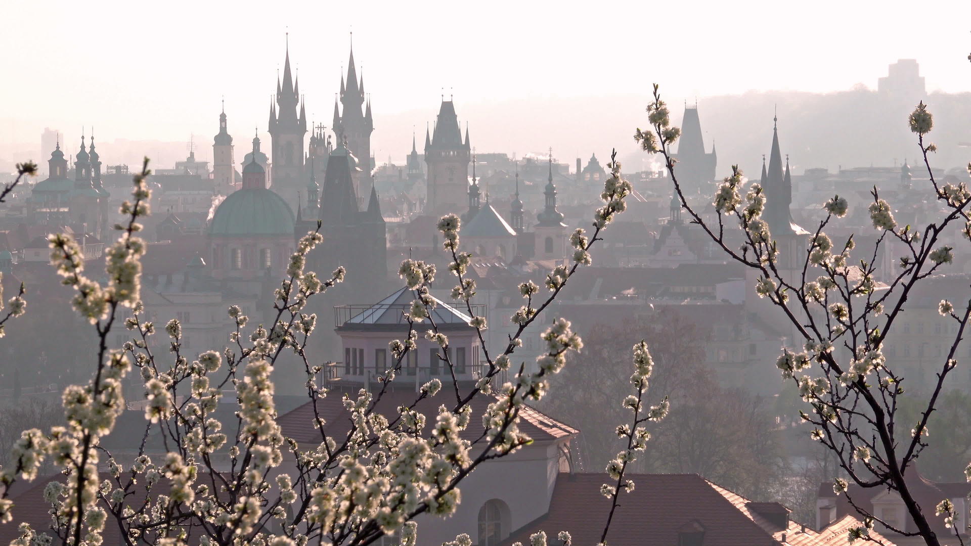 日出后美丽的春天从佩特林山开花CzechRepublic视频的预览图