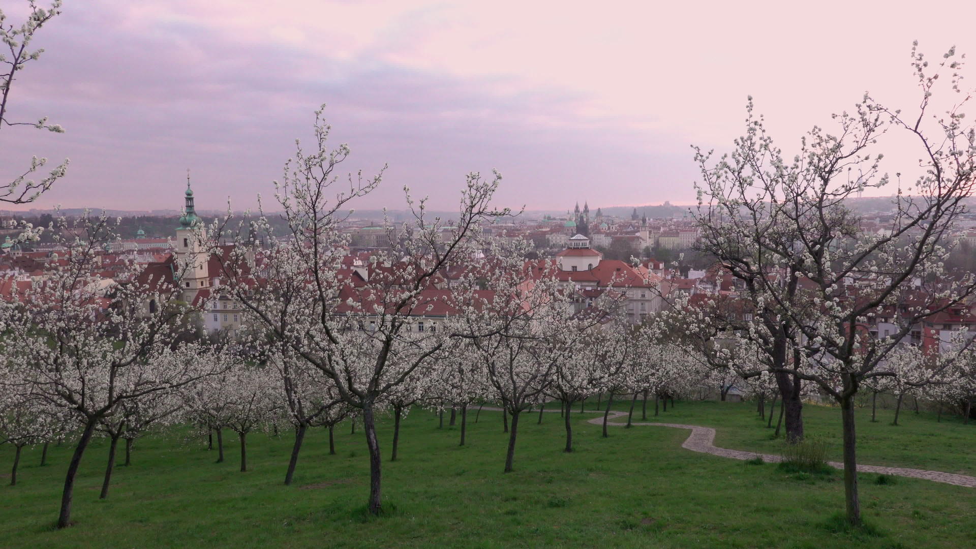 日出后美丽的春天从佩特林山开花CzechRepublic视频的预览图