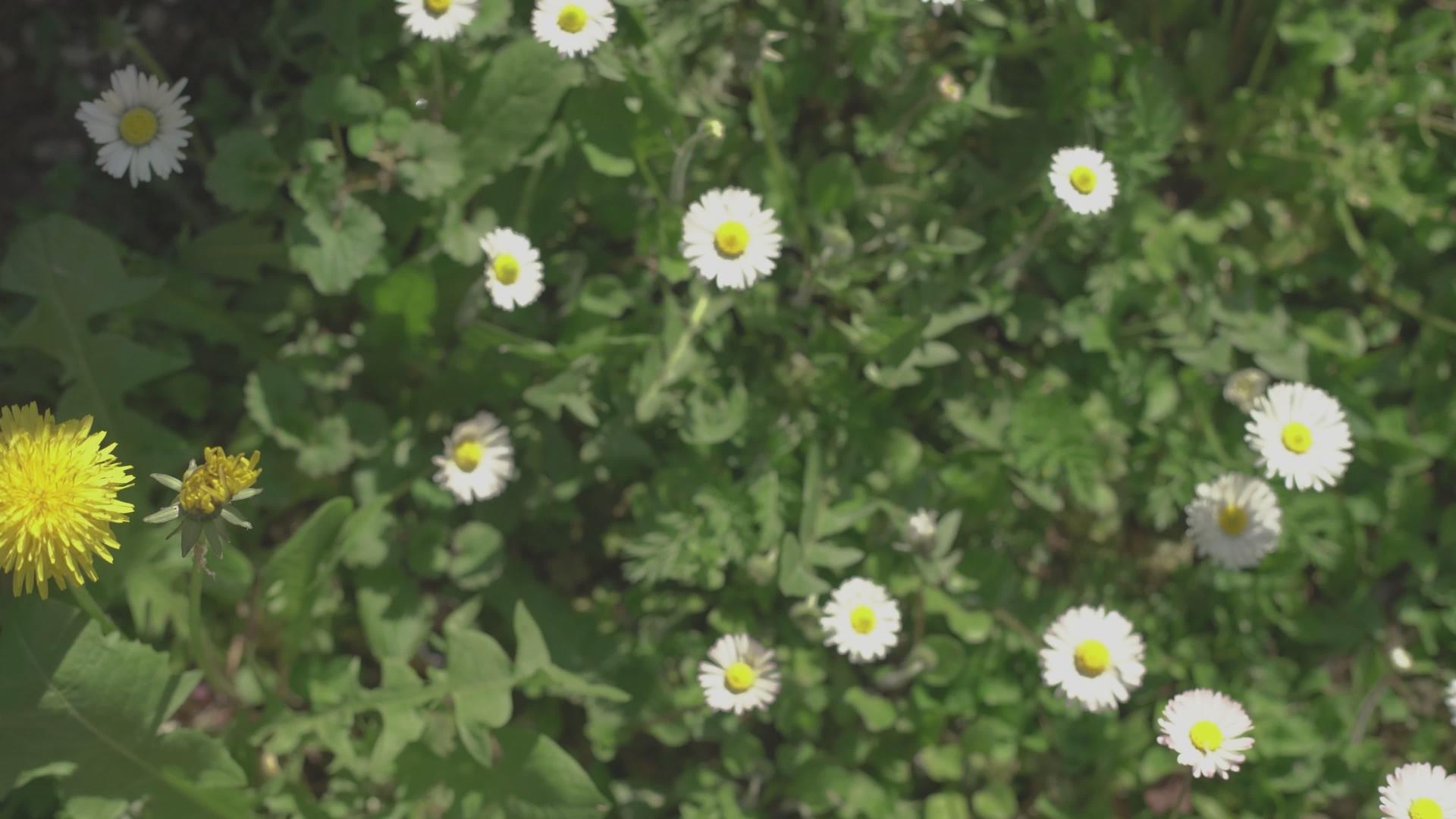 春天五的菊花视频的预览图