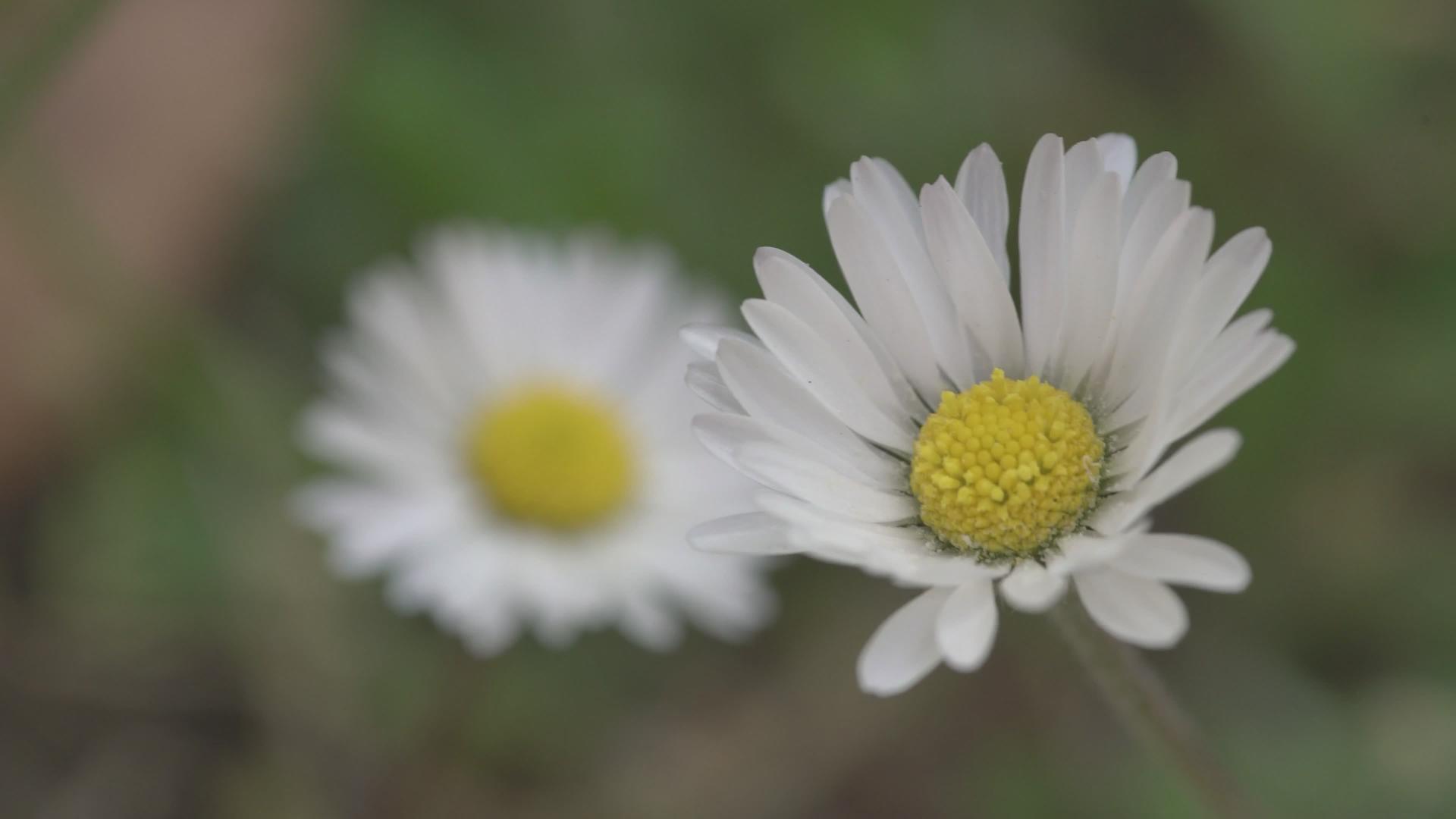 春天13的菊花视频的预览图