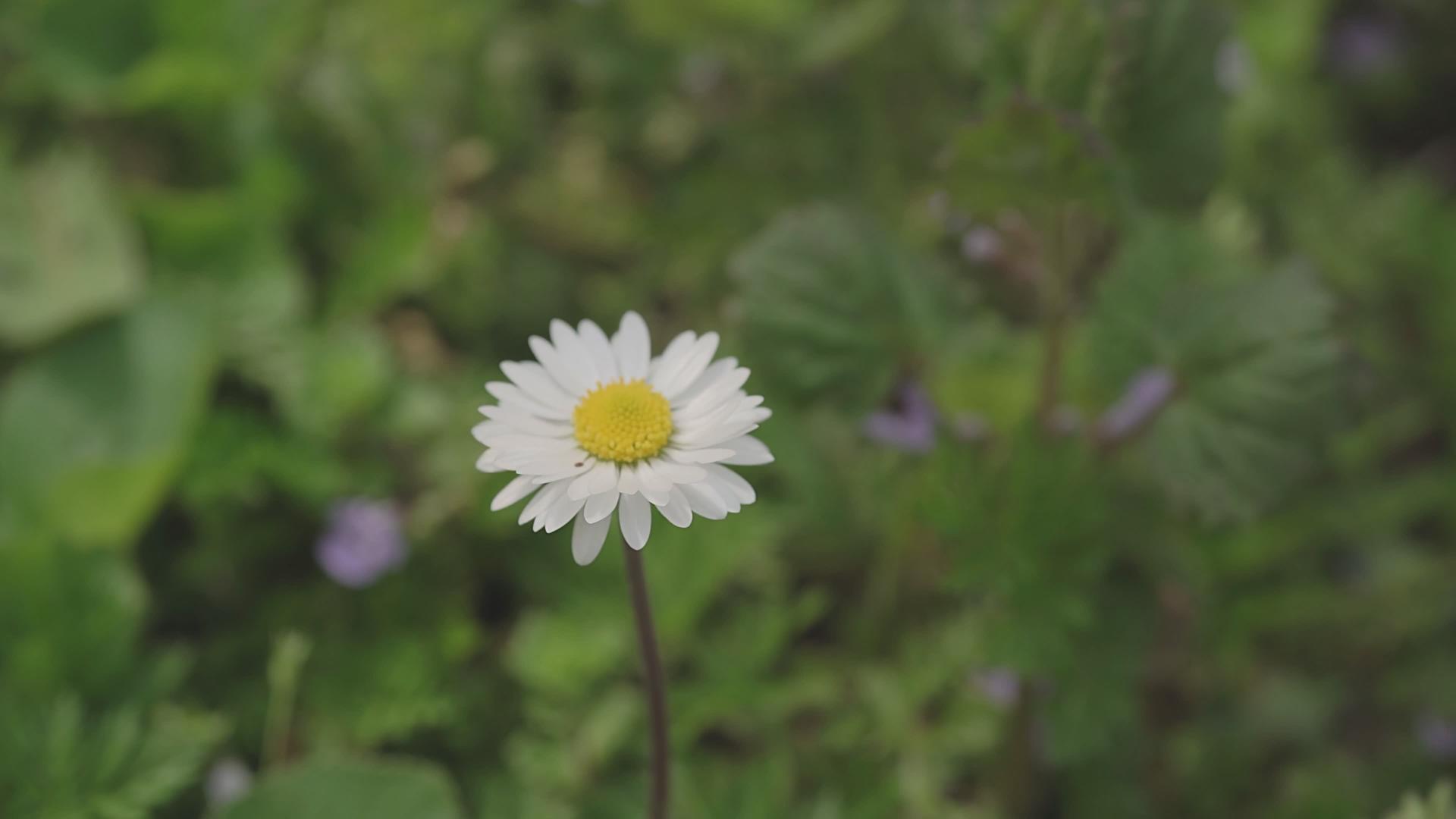 春天10的菊花视频的预览图