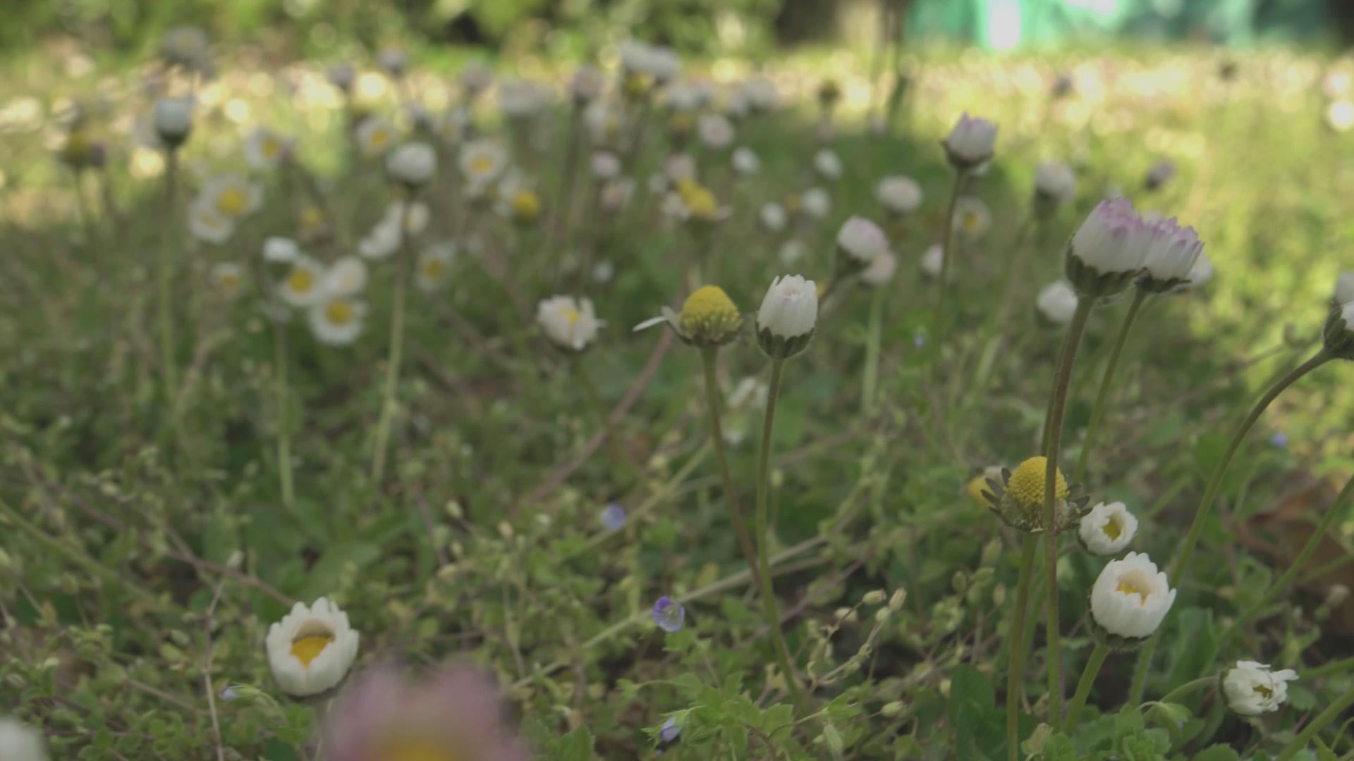 带花的泉草地视频的预览图