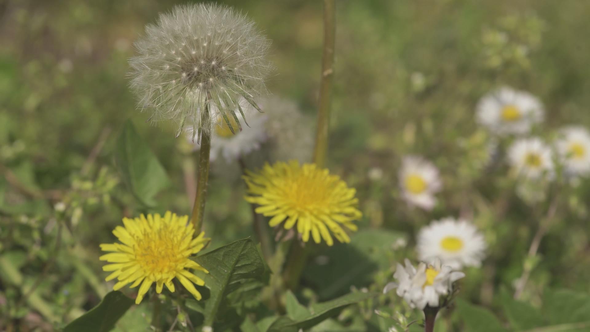 春天的花朵视频的预览图
