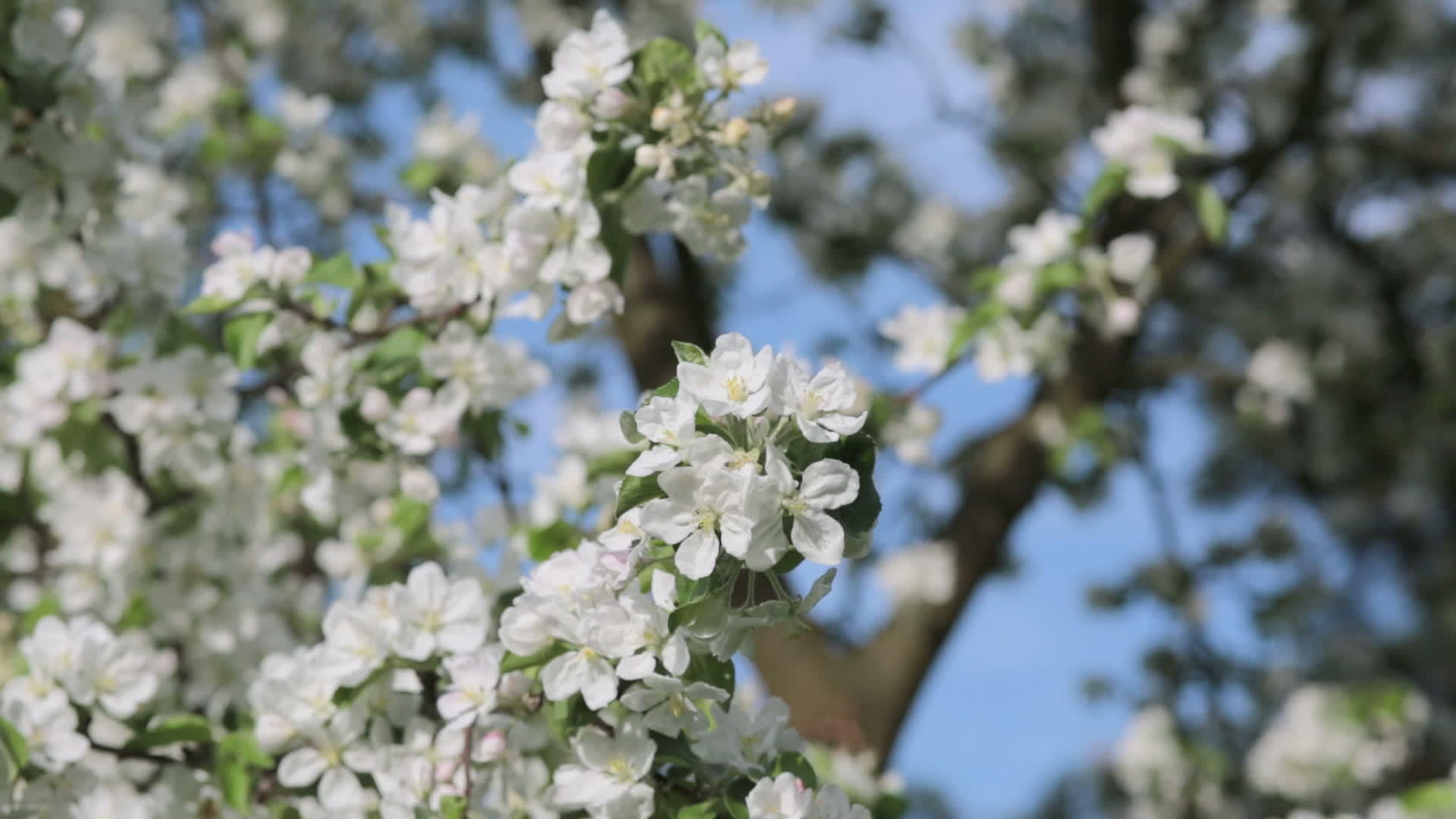 春苹果树花视频的预览图
