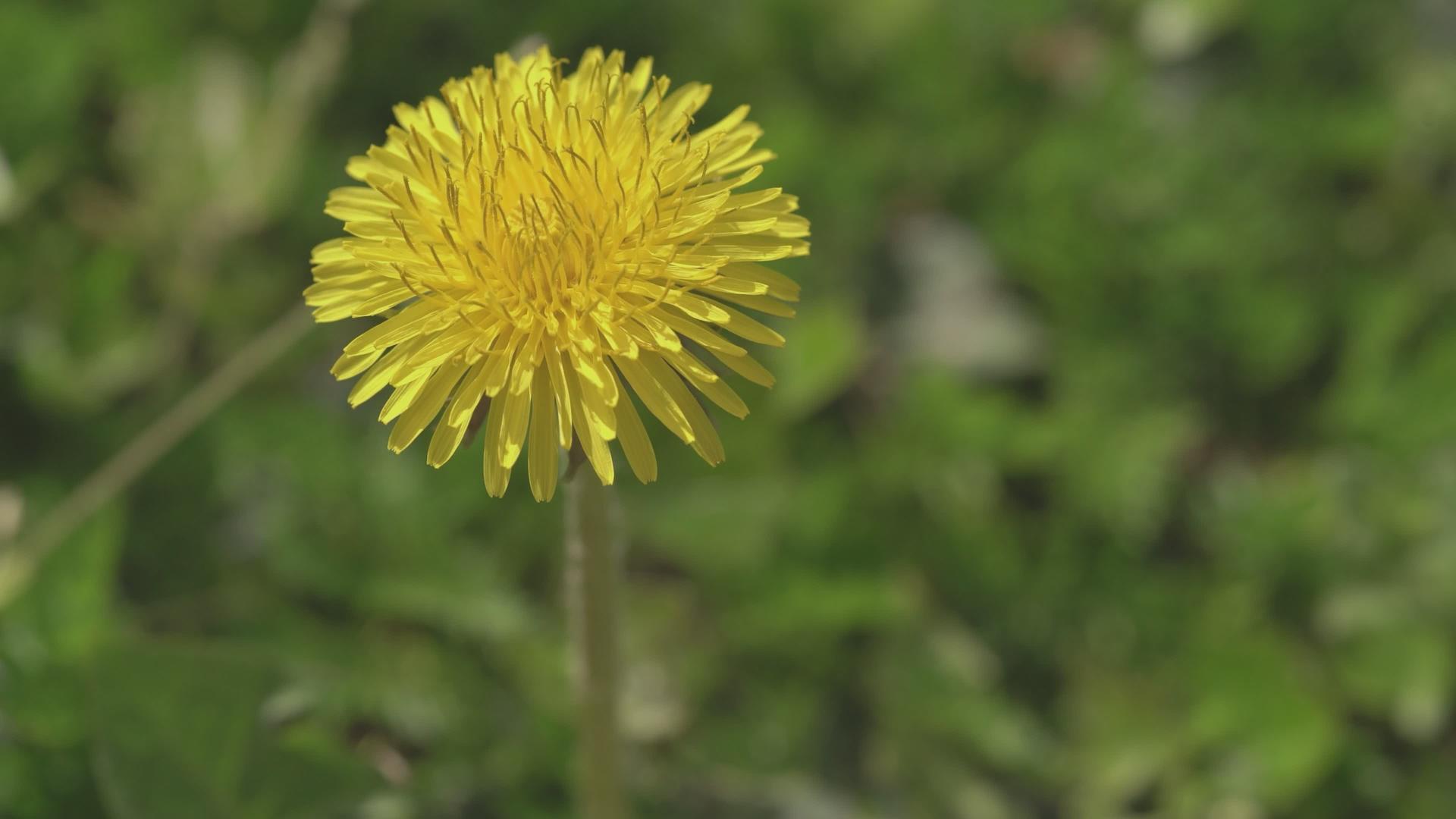 春天的花朵9视频的预览图