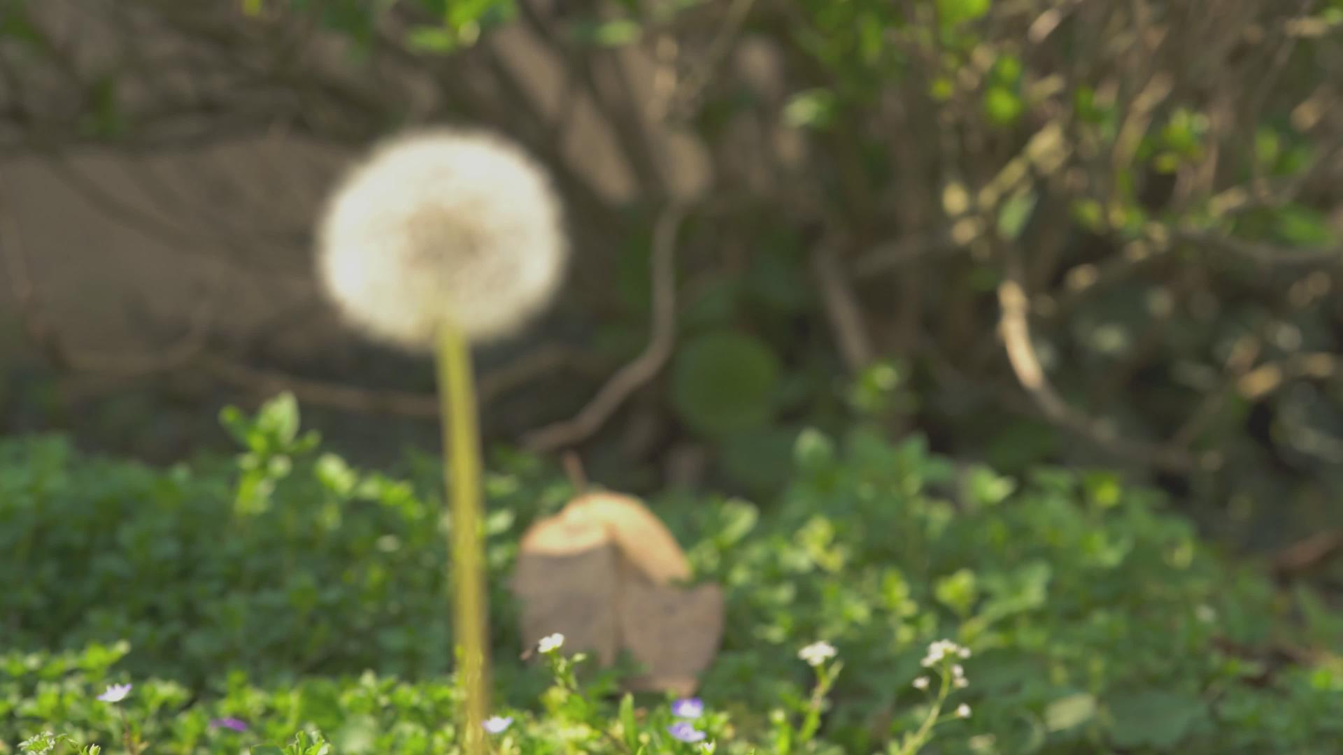 春天4的花朵视频的预览图
