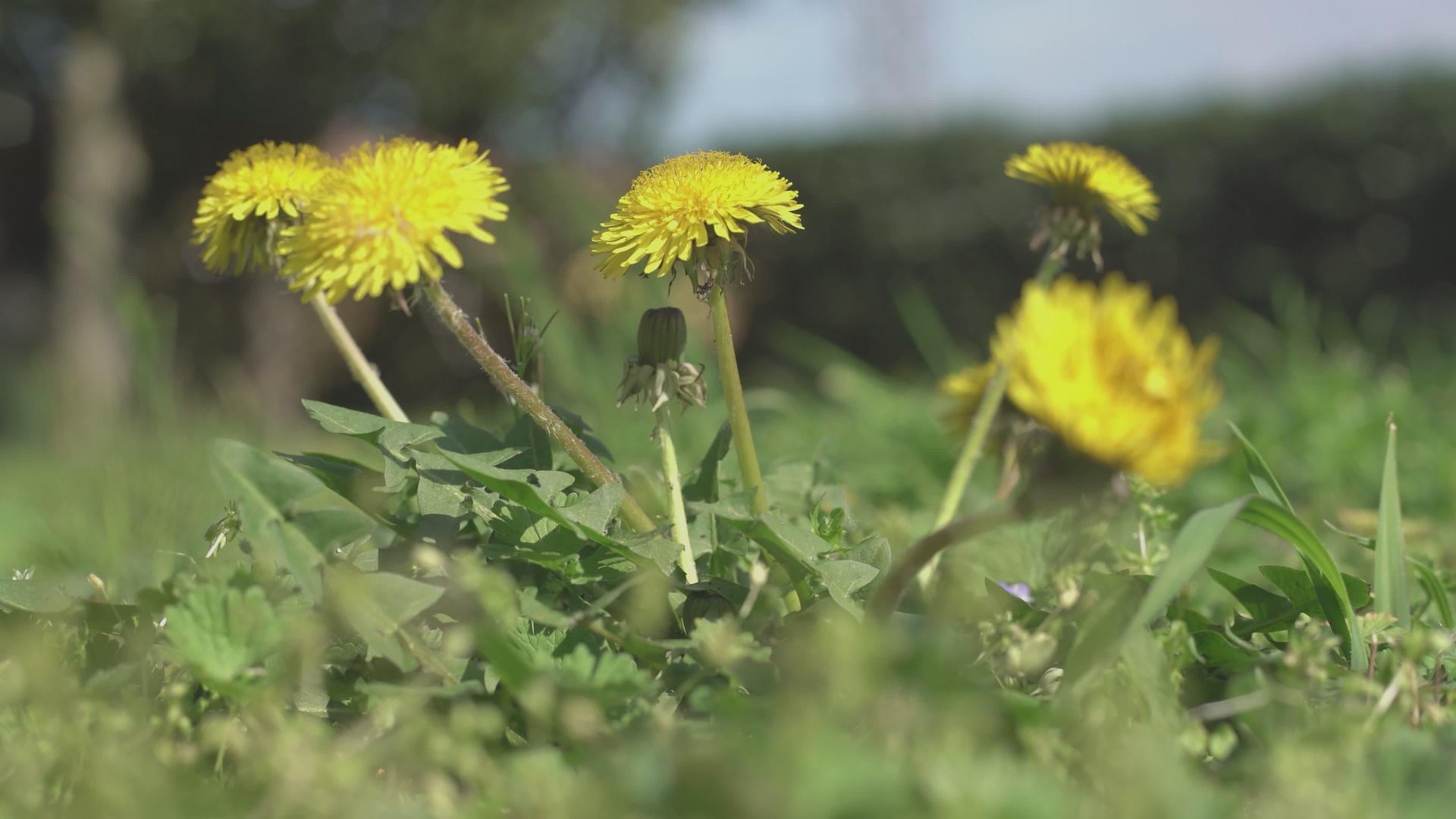 春天5的花朵视频的预览图