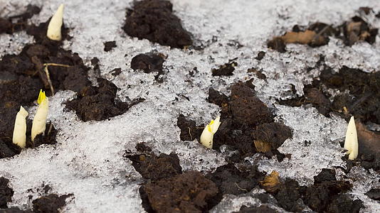 花园里的土壤里有雪融化的雪视频的预览图