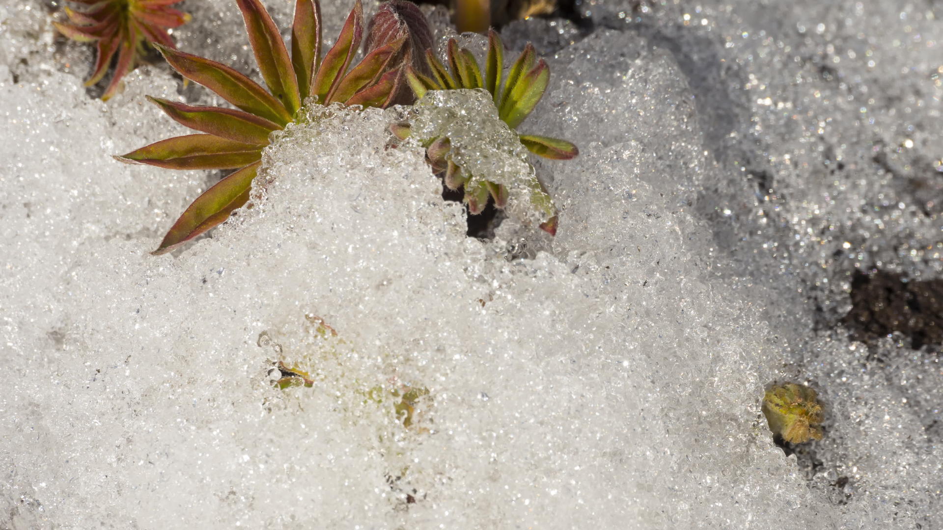 春季融雪时间间隔视频的预览图