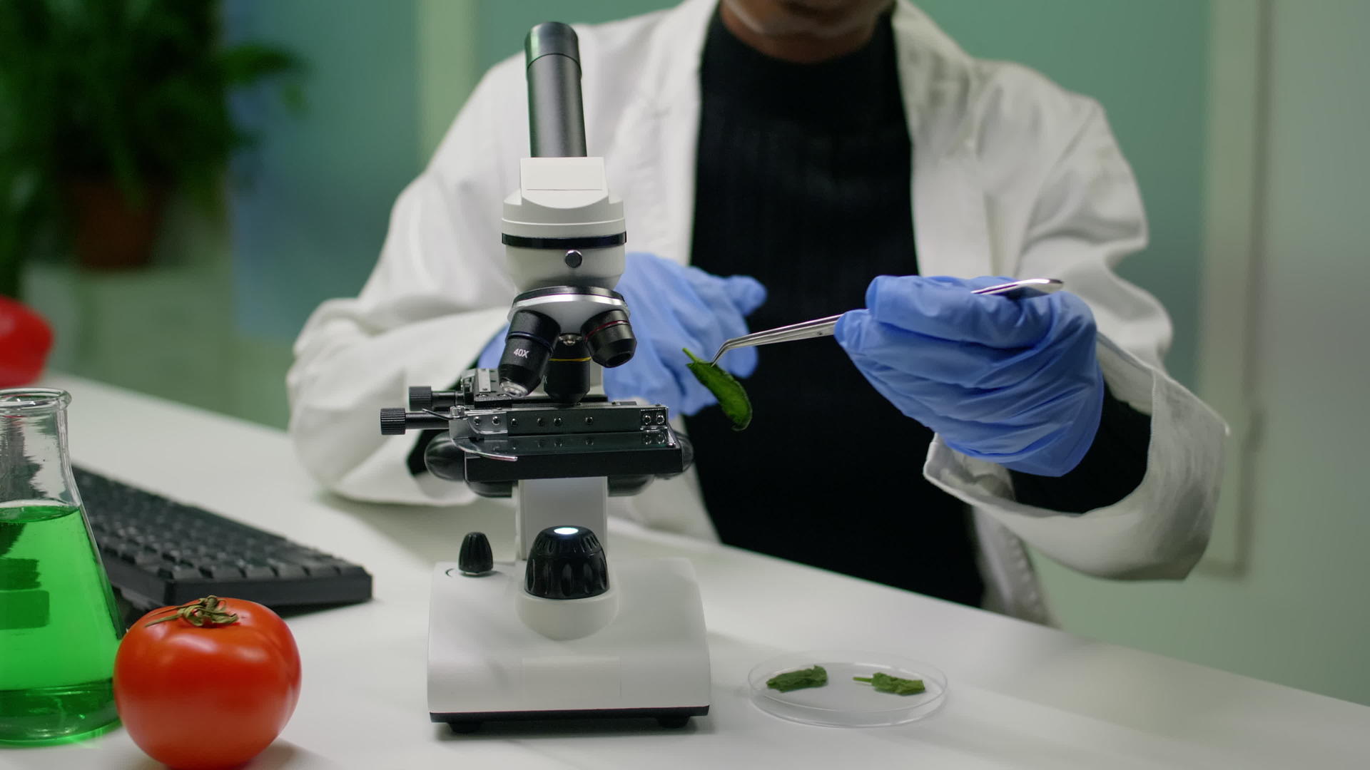 非洲研究人员从显微镜下的花生盘中采集绿叶样本视频的预览图