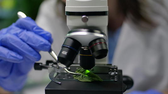 生物学家把叶子样本放在显微镜下视频的预览图